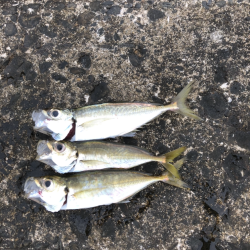 アジ　アイナメ　キス　ソイ