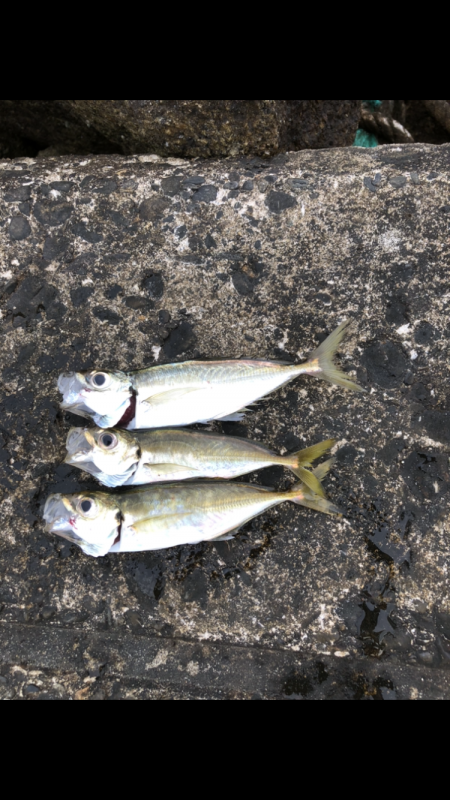 アジ　アイナメ　キス　ソイ