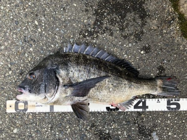 イチノ兄弟、釣果！