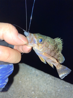 アジングの練習