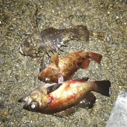 メバリング@泉南