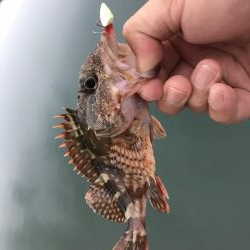 癒しのガッシー3rd?