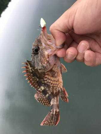 癒しのガッシー3rd?