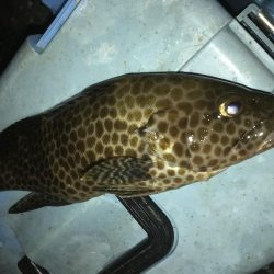 わらしべでハタGet！