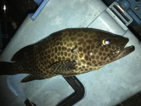 わらしべでハタGet！