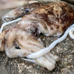 エサ巻きエギングで巨大なコウイカ