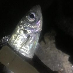 夜サビキで良型アジGET