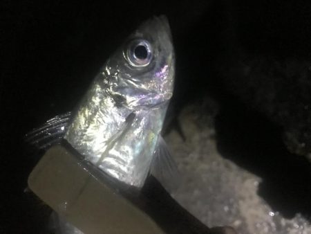 夜サビキで良型アジGET