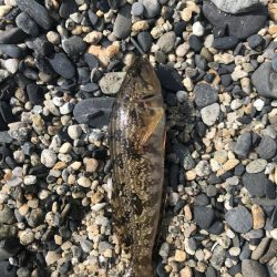 キス釣りに行きました