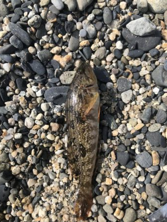 キス釣りに行きました