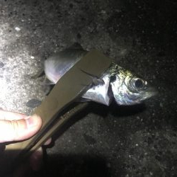 のべ竿で良型アジ大漁GET