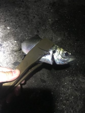 のべ竿で良型アジ大漁GET