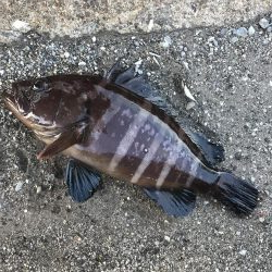 癒しのガッシー+マハタ