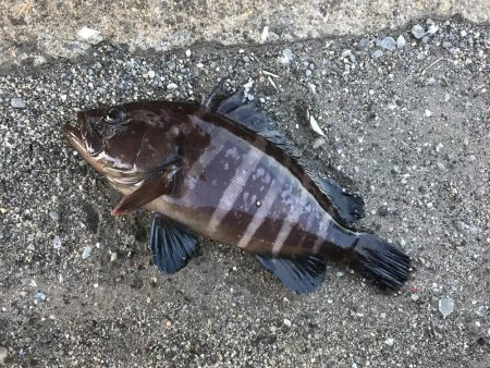 癒しのガッシー+マハタ