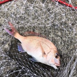 やっと赤いの釣れた