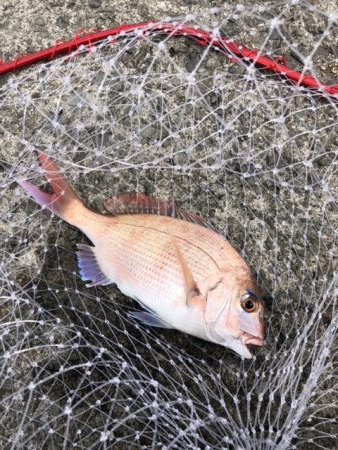 やっと赤いの釣れた