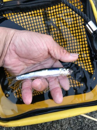 ひさあのイワシさん