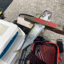 ライトゲームで小サバ