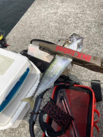 ライトゲームで小サバ