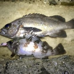 フロートメバリング