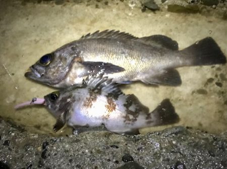 フロートメバリング