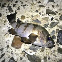 フロートメバリング