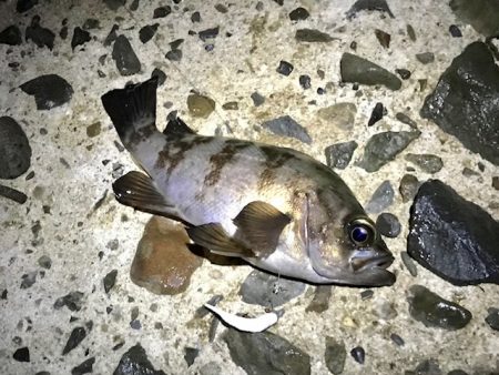 フロートメバリング