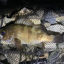 やっぱりめばめば太