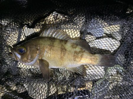 やっぱりめばめば太