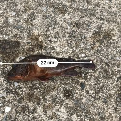 タコボウズ 穴釣りは100%