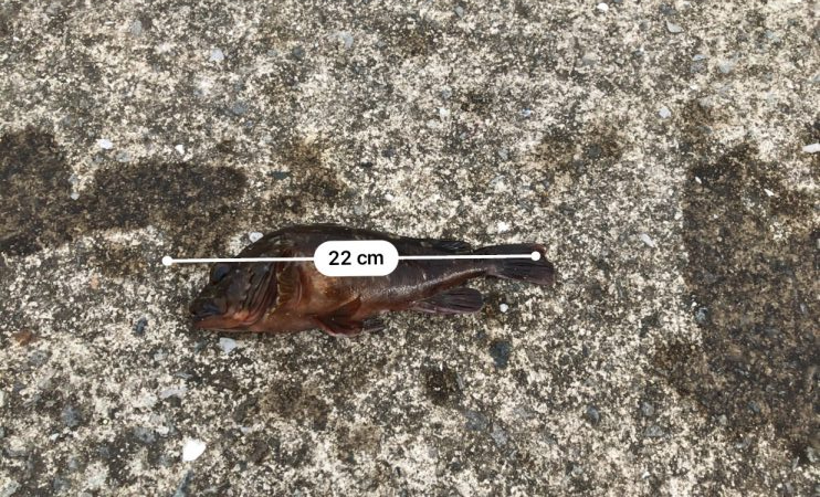 タコボウズ　穴釣りは100%