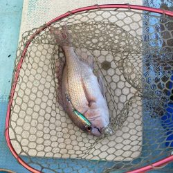 浅川沖でタイとツバス