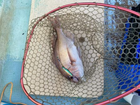 浅川沖でタイとツバス