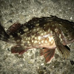 今日もガシラだけ。