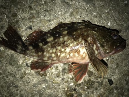 今日もガシラだけ。