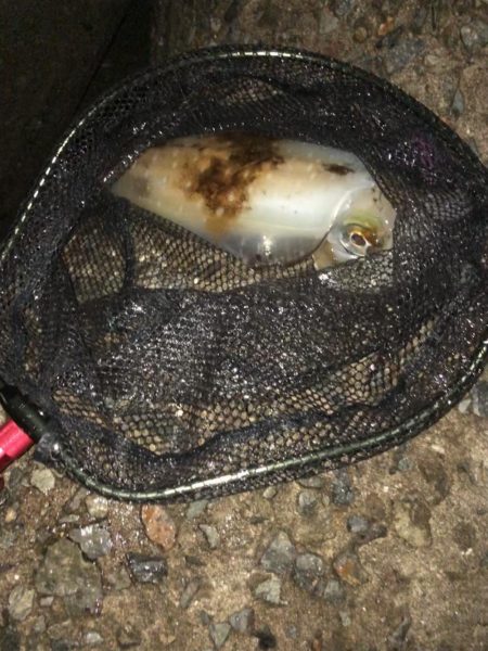 やっとキロアップ