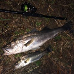 シーバス&チーバスが釣れました