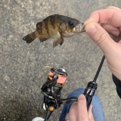 メバルが釣れだしたと聞いて。