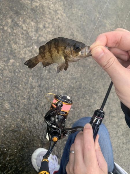 メバルが釣れだしたと聞いて。