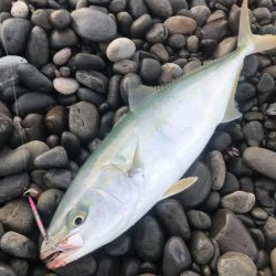 ダイソージグでハマチGET