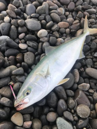 ダイソージグでハマチGET