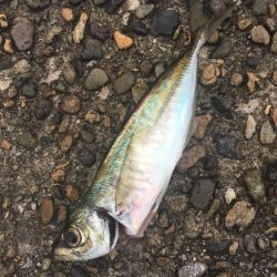 遠征アジング 二日目