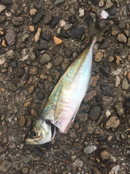 遠征アジング 二日目