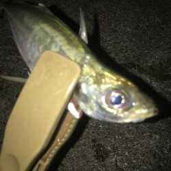 ダイソージグで良型アジ好調