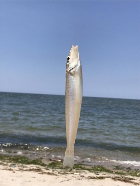 デイ　キス釣り