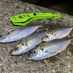 サバときどきアジ