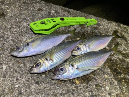 サバときどきアジ