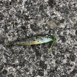 海にイカっていてますか?