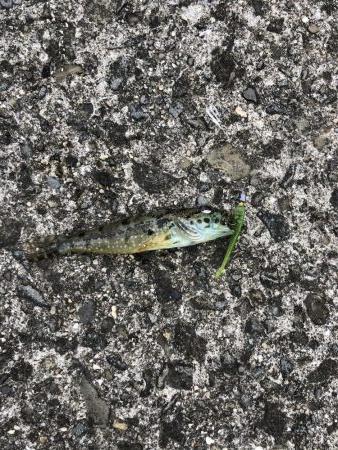 海にイカっていてますか?