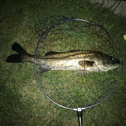 バチ抜けシーバス